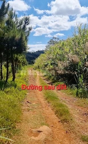 BÁN ĐẤT NỀN VIEW ĐẸP – MẶT TIỀN ĐƯỜNG VÀO HỒ NGỌC, LỘC TÂN – BẢO LỘC
