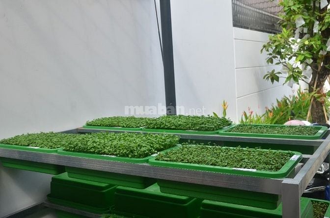 Hệ thống Bánh mì Rau Mầm tuyển phụ bếp