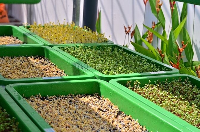 Hệ thống Bánh mì Rau Mầm tuyển phụ bếp