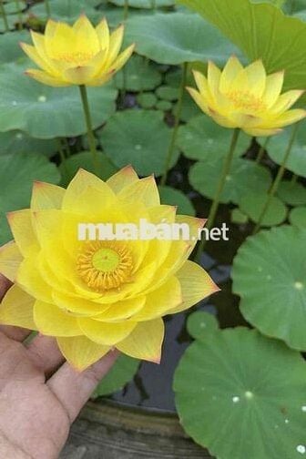 Đất thổ cư sổ riêng Bửu Long 109m2 giá 1.65 tỷ