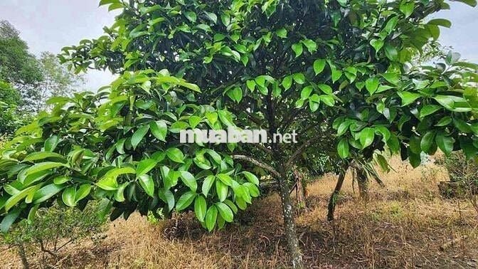 CẦN BÁN NHÀ VƯỜN CHƠN THÀNH 320 TRIỆU