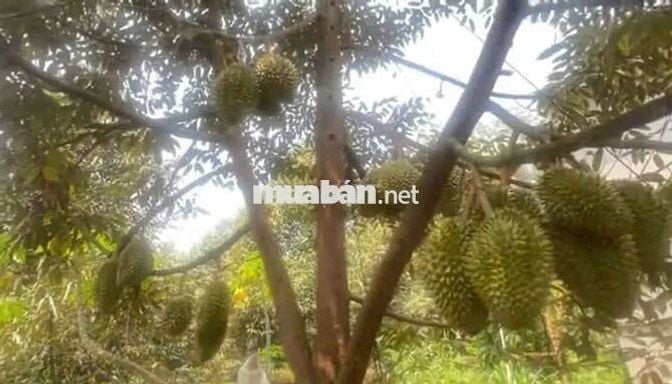 Chủ cần bán gấp nhà và vườn sầu riêng