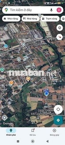 cần bán gấp đất mặt tiền cây mắm long cang