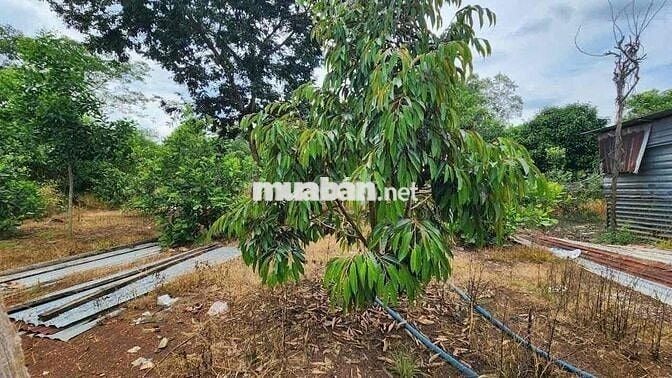 CẦN BÁN NHÀ VƯỜN CHƠN THÀNH 320 TRIỆU