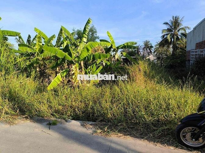 cần bán gấp đất mặt tiền cây mắm long cang