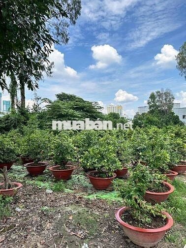 Cho thuê đất trống từ 1.000m2 kinh doanh mọi ngành nghề Linh Xuân TĐ