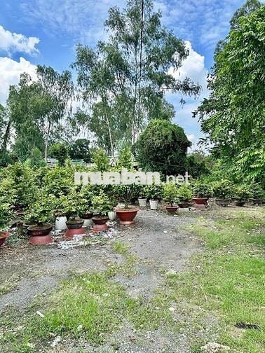 Cho thuê đất trống từ 1.000m2 kinh doanh mọi ngành nghề Linh Xuân TĐ