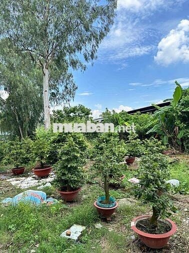 Cho thuê đất trống từ 1.000m2 kinh doanh mọi ngành nghề Linh Xuân TĐ