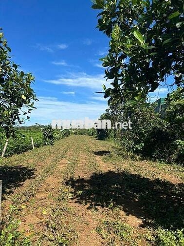 Đất nền nghỉ dưỡng Bảo Lộc – giá *** khu vực chỉ 6  triệu/m²