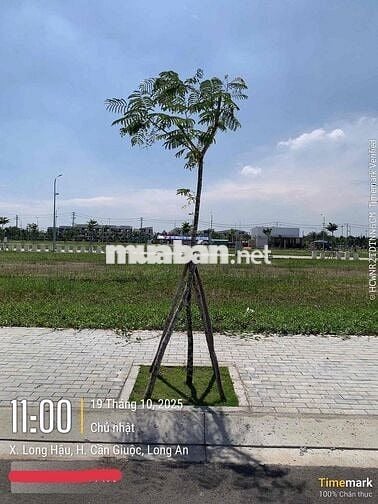 Đất nền đã có sổ đỏ riêng The 826EC Long Hậu, giỏ hàng cđt 39 nền GĐ1