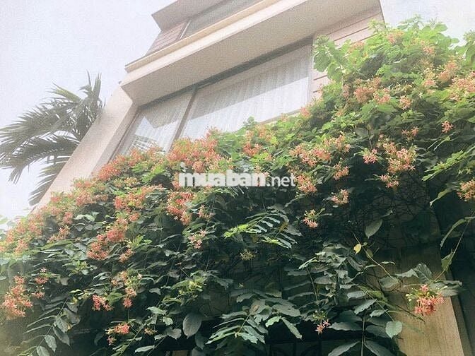 BÁN NHÀ 60m2*4 tầng NGÕ 55 Thanh Lân BÁN NHÀ 60m2*4 tầng NGÕ 55 Thanh Lân