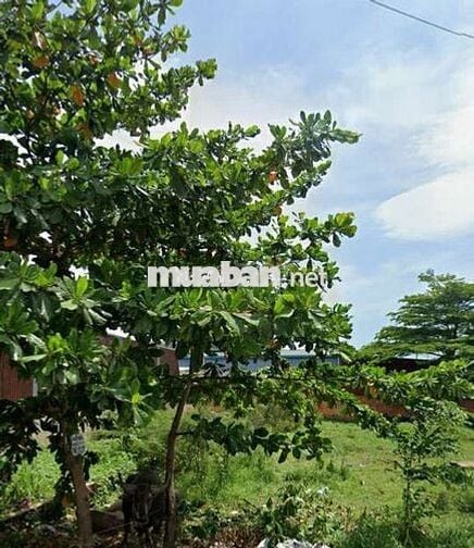 Bán đất lấy vợ lô đẹp đường Nữ Dân Công , Vĩnh Lộc A, Bình Chánh SHR