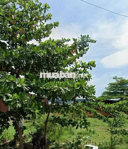 Bán đất lấy vợ lô đẹp đường Nữ Dân Công , Vĩnh Lộc A, Bình Chánh SHR