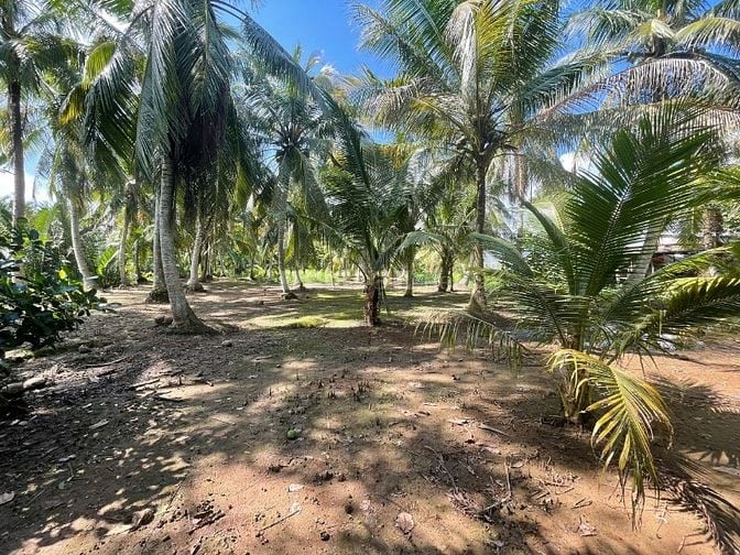ĐẤT VƯỜN DỪA 1500 M2 ĐANG THU HOẠCH (CÓ 200 M2 THỎ CƯ), LỘ  NHỰA 5T  