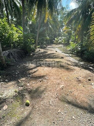 ĐẤT VƯỜN DỪA 1500 M2 ĐANG THU HOẠCH (CÓ 200 M2 THỎ CƯ), LỘ  NHỰA 5T  