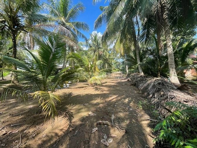 ĐẤT VƯỜN DỪA 1500 M2 ĐANG THU HOẠCH (CÓ 200 M2 THỎ CƯ), LỘ  NHỰA 5T  