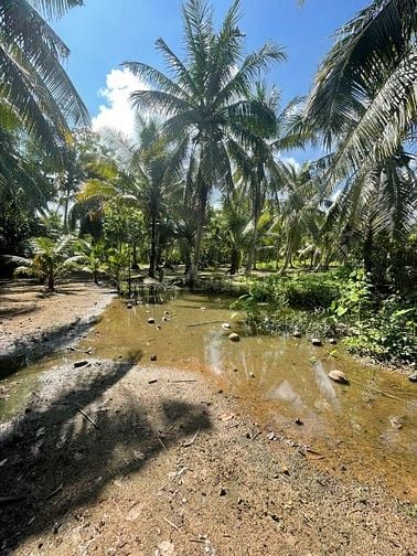 ĐẤT VƯỜN DỪA 1500 M2 ĐANG THU HOẠCH (CÓ 200 M2 THỎ CƯ), LỘ  NHỰA 5T  
