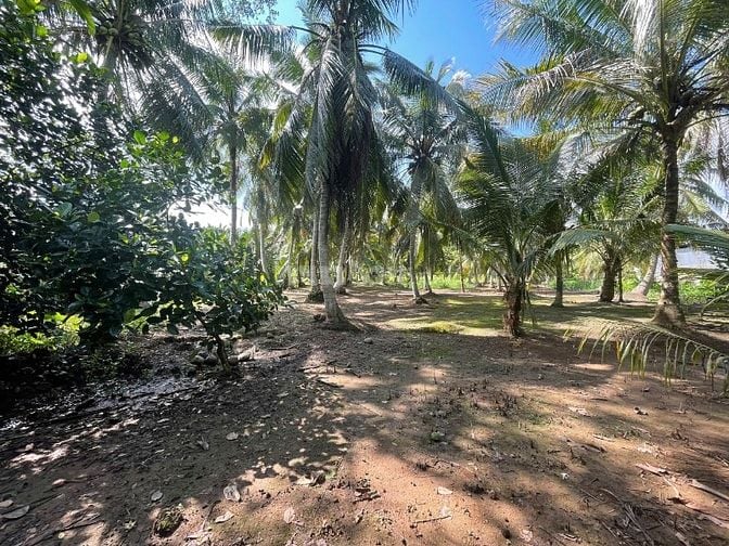 ĐẤT VƯỜN DỪA 1500 M2 ĐANG THU HOẠCH (CÓ 200 M2 THỎ CƯ), LỘ  NHỰA 5T  