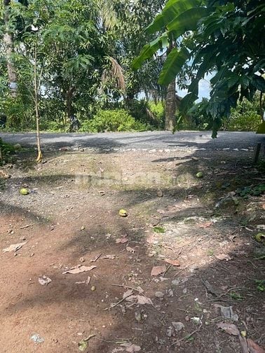 ĐẤT VƯỜN DỪA 1500 M2 ĐANG THU HOẠCH (CÓ 200 M2 THỎ CƯ), LỘ  NHỰA 5T  