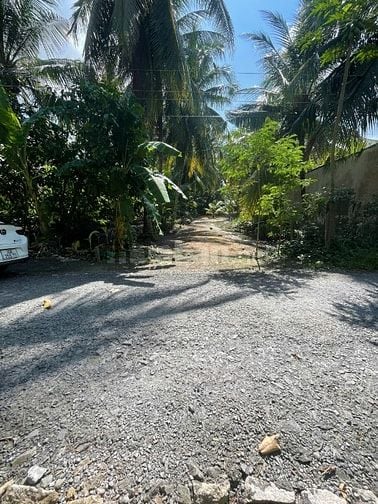 ĐẤT VƯỜN DỪA 1500 M2 ĐANG THU HOẠCH (CÓ 200 M2 THỎ CƯ), LỘ  NHỰA 5T  