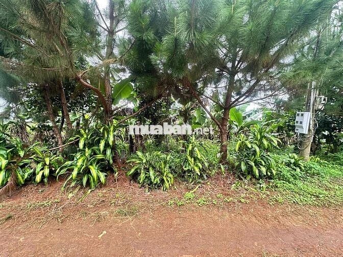 Lô đất 1785m2 giáp suối lớn nghỉ dưỡng 1000m2 thổ cư