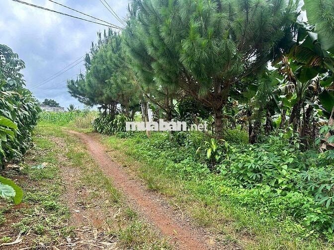 Lô đất 1785m2 giáp suối lớn nghỉ dưỡng 1000m2 thổ cư
