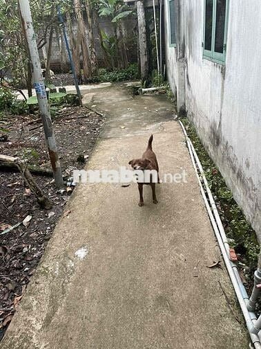 Đất bình nhâm  sổ riêng 68m2 chỉ 1ty1 gần p lái thiêu