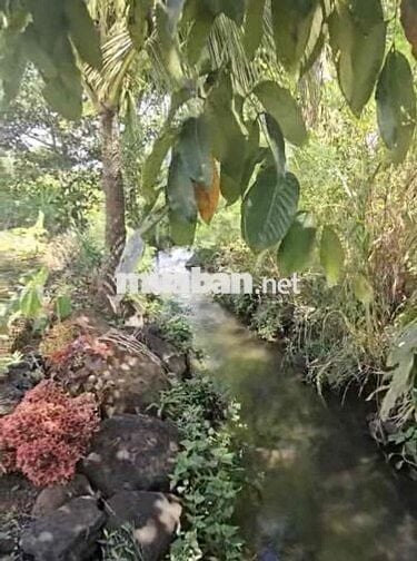 Bán gần 900m2 đất vườn sẵn 100m2 thổ cư,nhà cấp 4 ,tiếp giáp suối bên