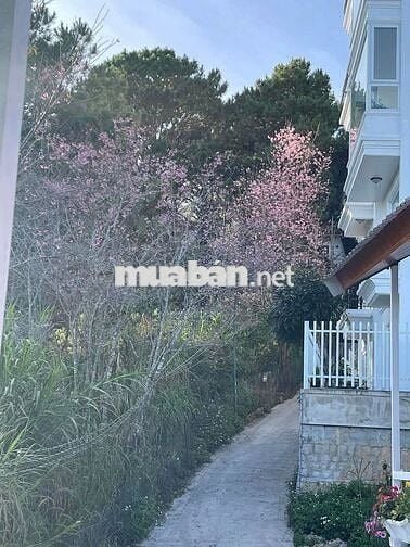 Cho thuê Villa nguyên căn trịnh hoài đức phường 11 Đà Lạt giá 12 triệu