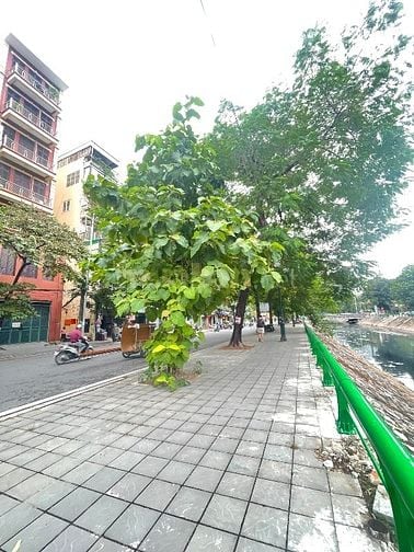 BÁn Nhà MP Thuỵ Khuê lo góc 66m2 mt 5,5 m x4 t giá 37,99 ty