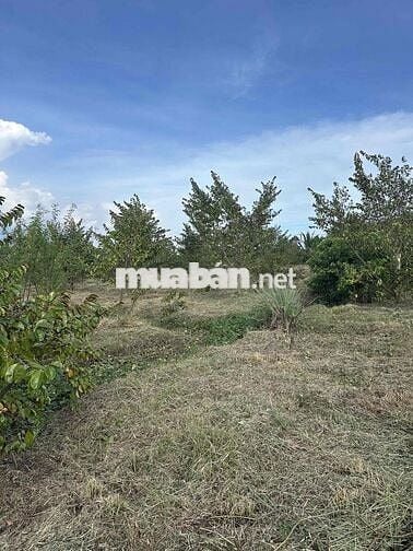 📌 (Chính chủ) Cần bán 2công4 đất lúa giá rẻ tại Châu Thành, LA cũ