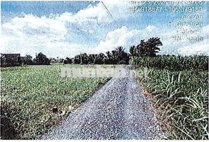 Bán ĐGTS đất tại xã Hậu Nghĩa, tỉnh Tây Ninh