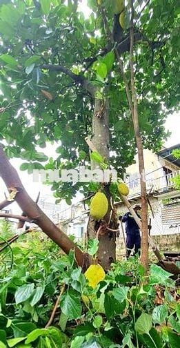 BÁN ĐẤT GÓC 2 MẶT TIỀN ĐƯỜNG NHỰA XE TẢI