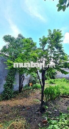 BÁN ĐẤT GÓC 2 MẶT TIỀN ĐƯỜNG NHỰA XE TẢI