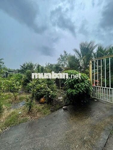 Căn nhà vườn 500m2 3PN ngay trung tâm Trảng Bàng 990 TRIỆU
