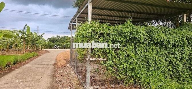 CỤC THỔ NỀN CAO GIÁ RÊ CÓ NHÀ TIỀN CHẾ