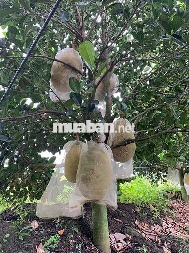 Đất full thổ 152m2 đường nhựa 3m cách nhựa 7m khoảng 30m, gần trường