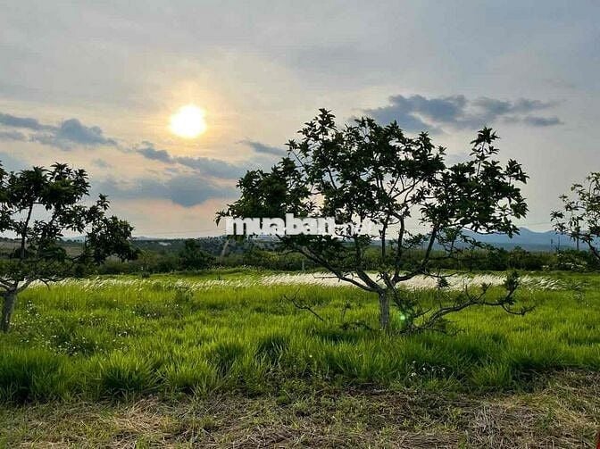 Lô 240m2 ngang 10m sổ hồng thổ cư,phường2,Bảo Lộc ngay Tâm Châu Resort