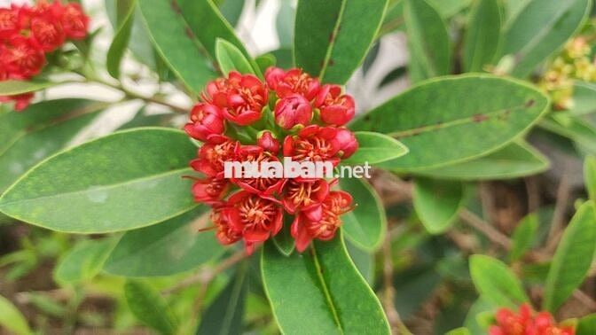 Chính chủ Đất vườn đẹp 1113m2 có thổ cư