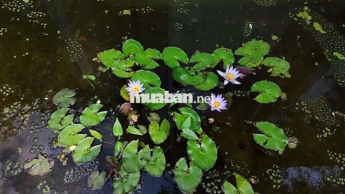 Chính chủ Đất vườn đẹp 1113m2 có thổ cư