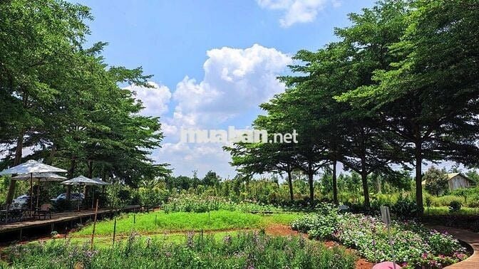 Chính chủ Đất vườn đẹp 1113m2 có thổ cư