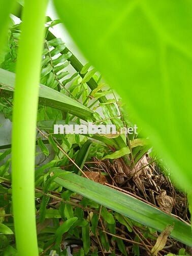 Đất chính chủ Cách cầu sắt Nguyễn Thái Sơn gò vấp 500m