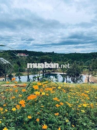 Lô cặp liền kề 406m2 ngang 12m2 sẵn hạ tầng đẹp đường nhựa8m sổ hồng