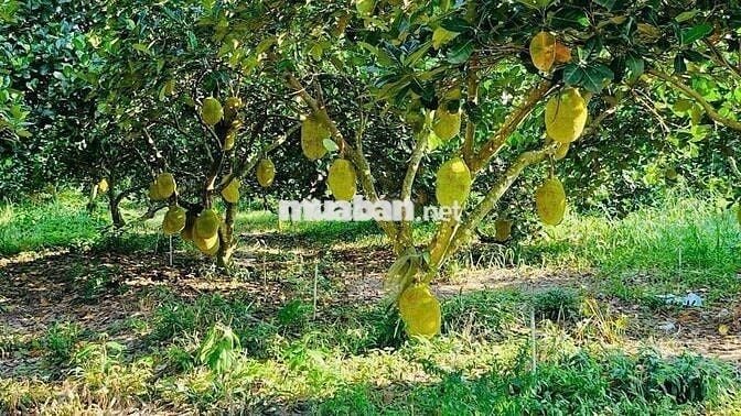 tôi cần bán 3000m2 có 200m2 thổ cư. 360 triệu
