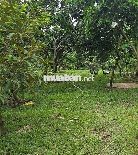 505m2(100m thổ cư) SHR công chứng ngay