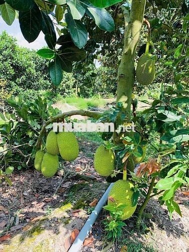 tôi cần bán 3000m2 có 200m2 thổ cư. 360 triệu