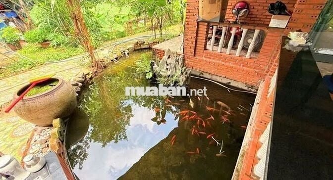 505m2(100m thổ cư) SHR công chứng ngay