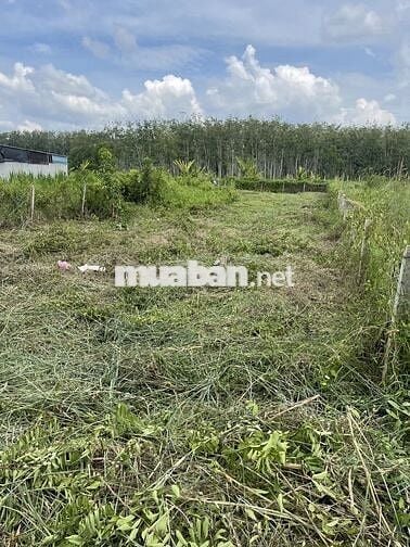 Đất mặt tiền đường nhựa- xã An Nhơn Tây- Củ Chi