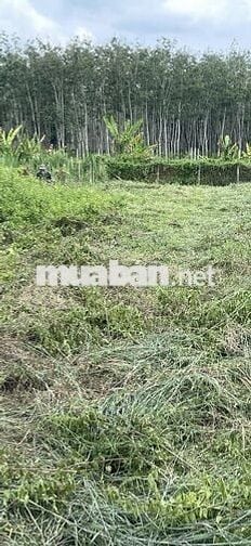 Đất mặt tiền đường nhựa- xã An Nhơn Tây- Củ Chi
