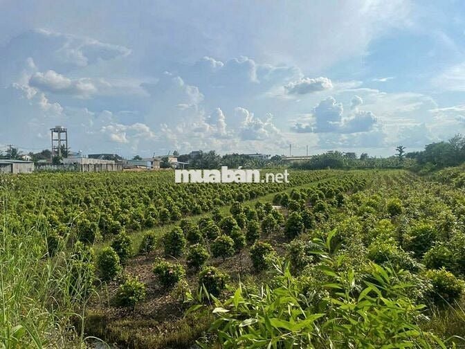 BÁN ĐẤT VƯỜN THƠM - BÌNH LỢI - BÌNH CHÁNH 5000M2 ĐẤT 15 TỶ TL